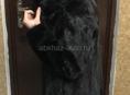 Продам шубу норка 