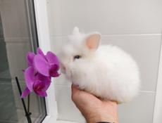 Декоративные кролики 