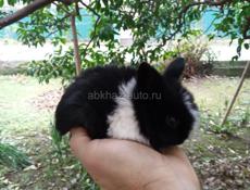 Декоративные кролики 