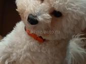 Вязка жених Бишон