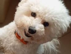 Вязка жених Бишон