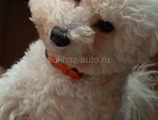 Вязка жених Бишон