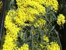 Куплю мимозу оптом