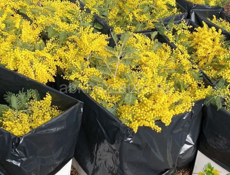 Куплю мимозу оптом