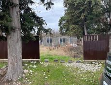 Цитрусовый 