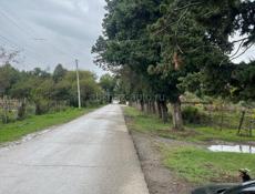 Цитрусовый 