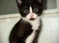 Отдам КОТЕНКА 1,5 месяца