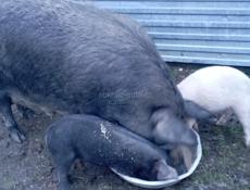 Продажа поросят 