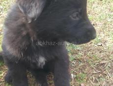 Чудесные щенки Немецкой Авчарки 