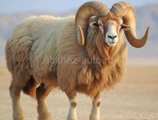 Продам баран мальчик 50кел 