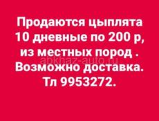 Продаю цыплята 