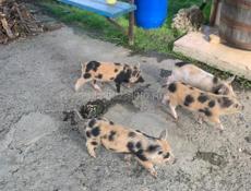 Продаю поросят