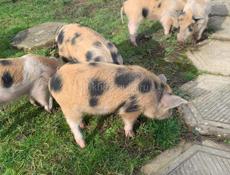 Продаю поросят