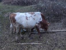 Продаю быка 140-150кг