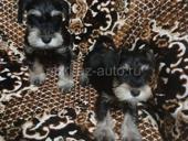 Щенки цвергшнауцер!!!!!!!!!!!!!!!!!!!!!!!