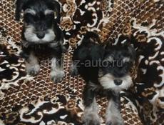 Щенки цвергшнауцер!!!!!!!!!!!!!!!!!!!!!!!