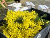 Мимоза куплю 