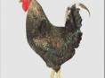 🐓 Петухи