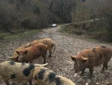 Продаю свиней