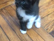 В добрые руки 