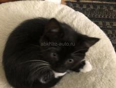 В добрые руки 