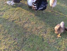 Продаются индюки