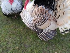 Продаются индюки