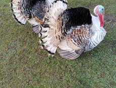 Продаются индюки