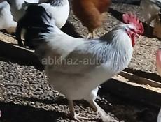 Домашние куры 