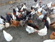 Продаю курей
