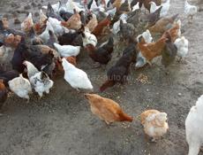 Продаю курей