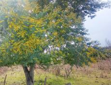 Куплю мимозу 