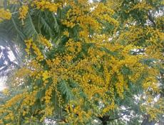 Куплю мимозу 