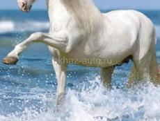 Куплю Белую лошадь 
