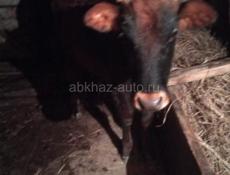 Продам теленка 1,5 года цена договорная 