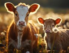 Продаётся коровья ферма. 24 головы (телята, бычки, дойные коровы) 