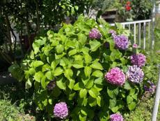 Сдаются номера со всеми удобствами 