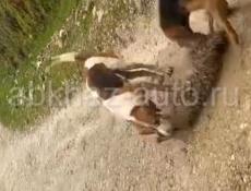 Пропала собака