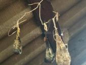 Желчь медвежья