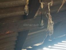 Желчь медвежья