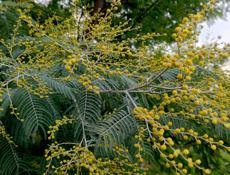 Куплю мимозу 5 тонн