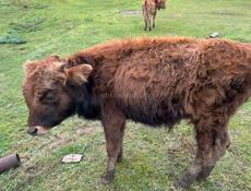 Продаётся бычок