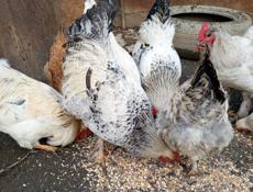 Продам или обменяю молодых петухом 