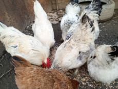 Продам или обменяю молодых петухом 