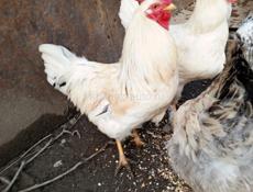 Продам или обменяю молодых петухом 