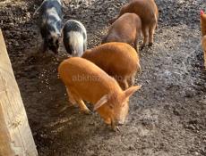 Продаются поросята 2 мс будить скоро 3500
