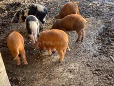 Продаются поросята 2 мс будить скоро 3500