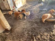 Продаются поросята 2 мс будить скоро 3500