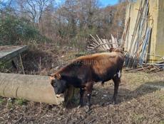 Продаю бычка 100кг