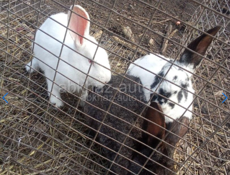 Кролики большой породы по 500